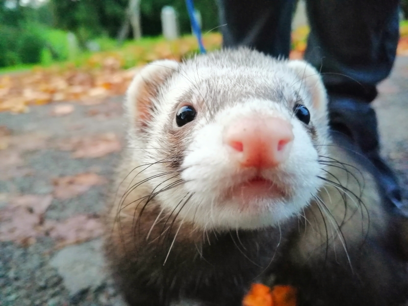 New RVC research sheds light on best toys and housing to improve ferret  welfare as well as those that pose serious risk