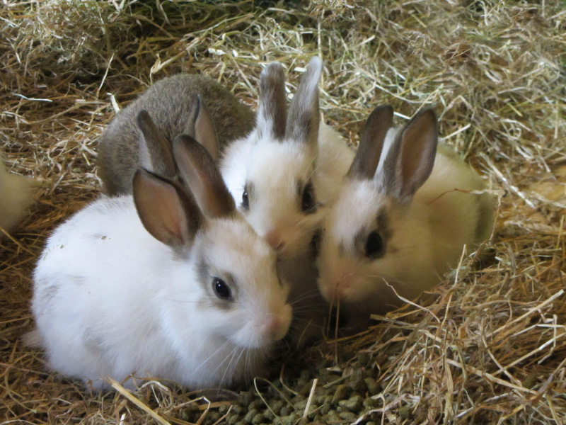 Three your rabbits in hay