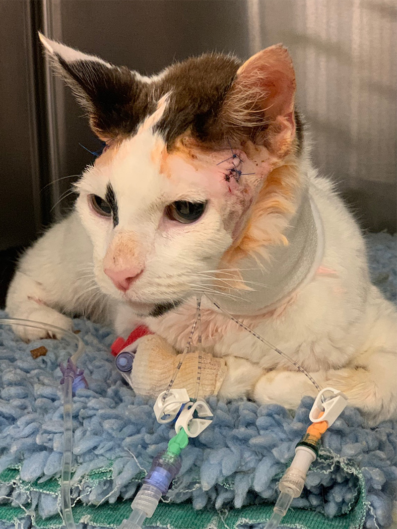 cat with sutures and tubes after operation