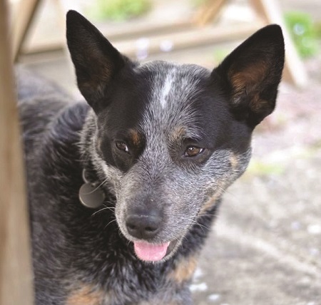 Sherlock the cattle dog