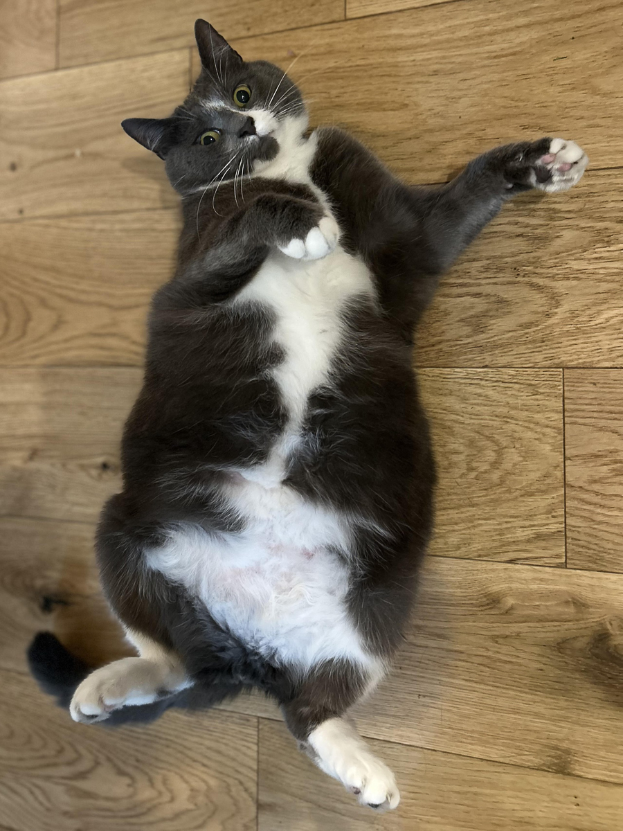 Domino