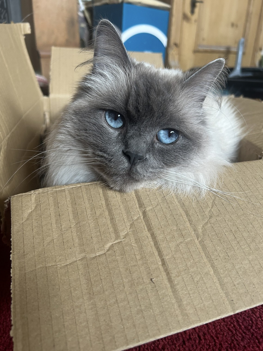 Lord Marmalade