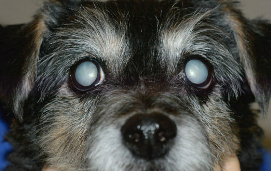 dog with cataracts