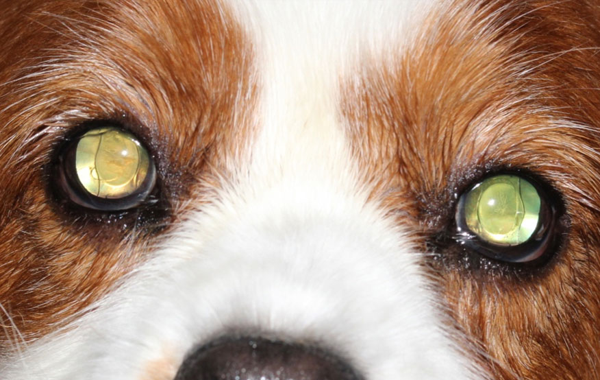 how much does dog eye surgery cost