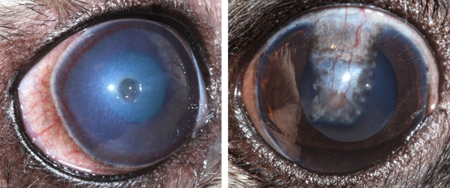 Corneal Surgical Repair