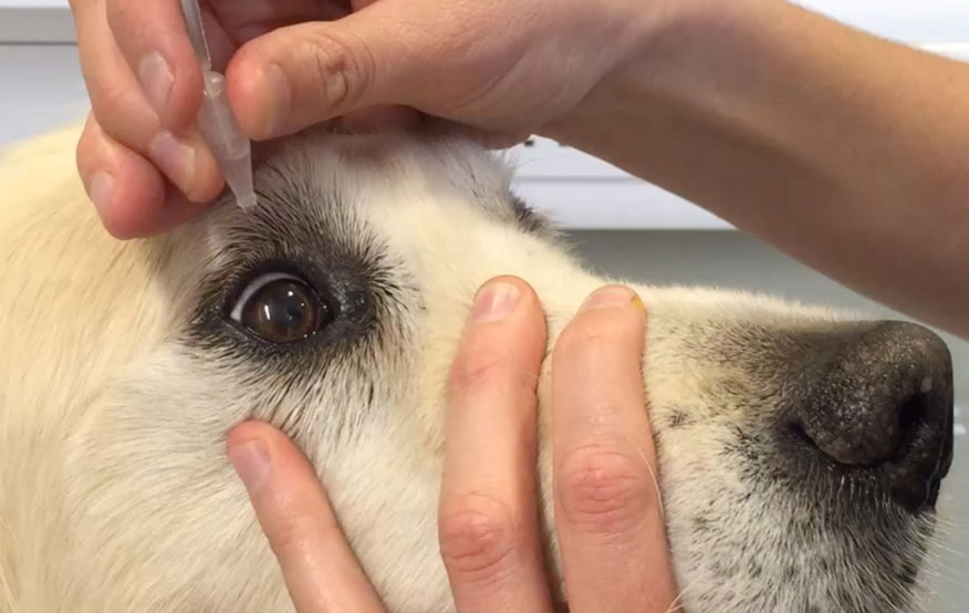 Eye meds for 2024 dogs