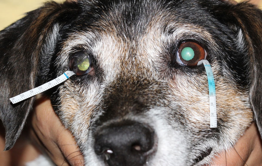 Dry eye in dogs