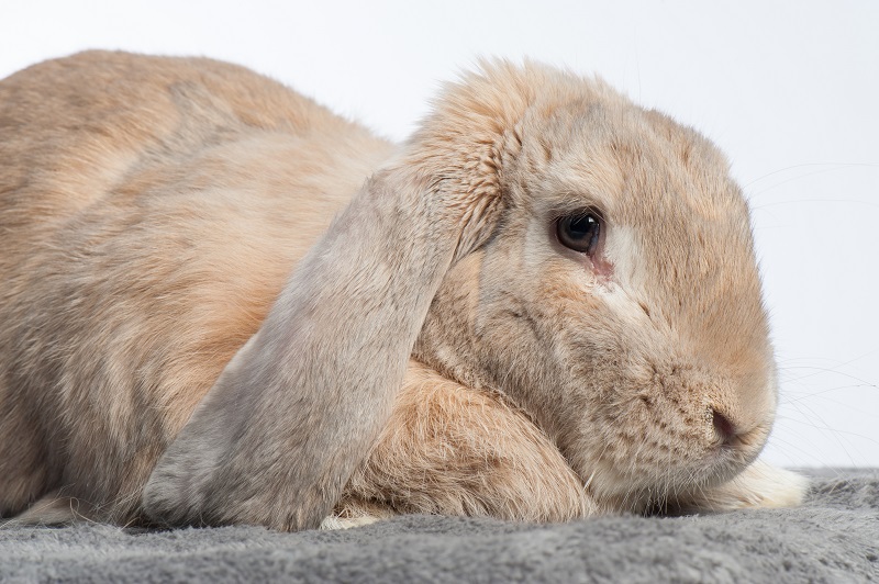 Rabbit Ear Disease at RVC Exotics