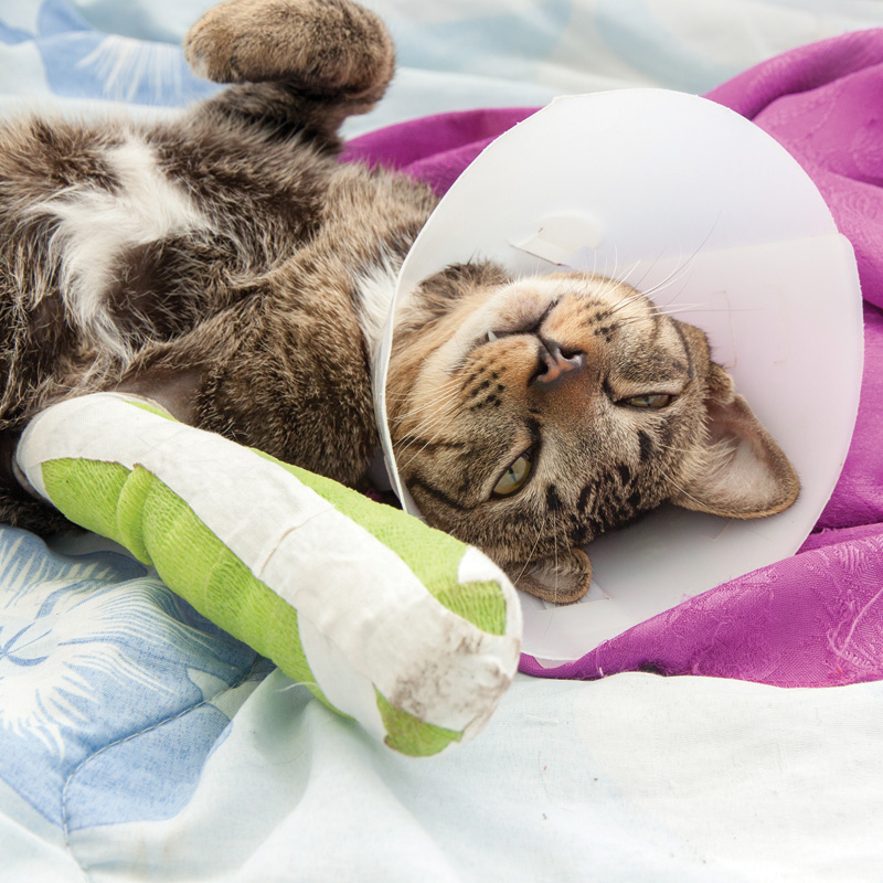 cat with leg in plaster lying on its back