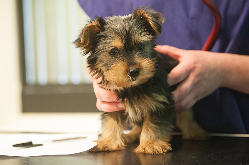 puppy being examined by a vet