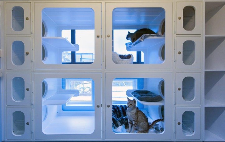 Cats relaxing after treatment in the unit