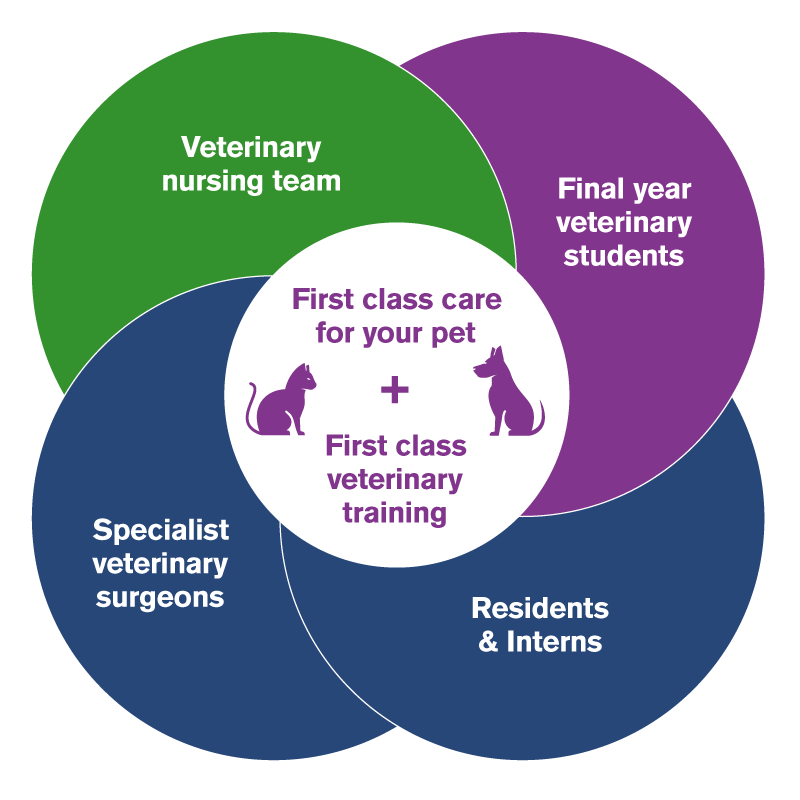 Our vets, nurses, residents, interns and students combine to give your pet first class care
