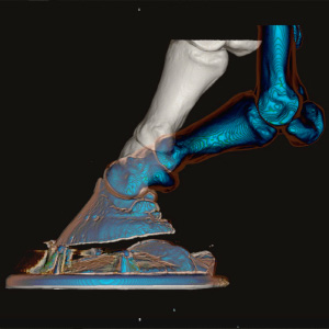 3d model of equine foot