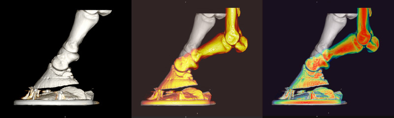 3d models of equine foot