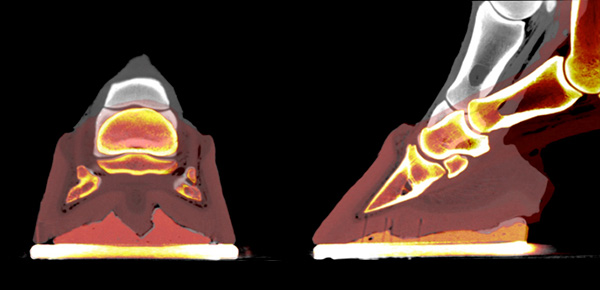 Two CT scans of equine foot