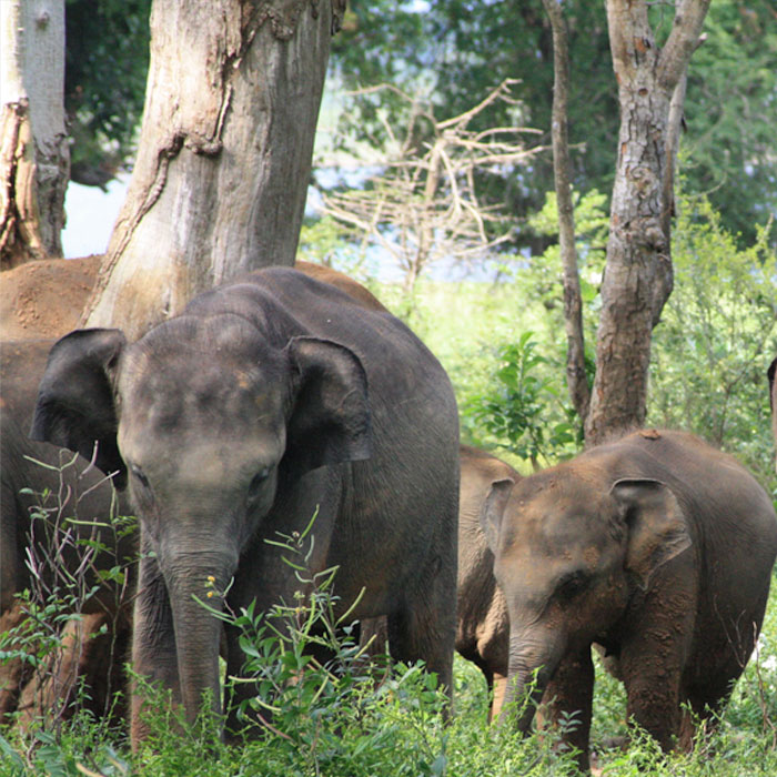 Elephants in jungle