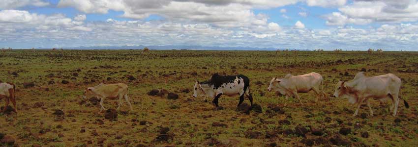 Livestock biodiversity in Africa is a major asset