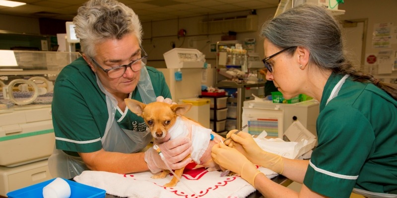 Veterinary Nursing At The RVC veterinary-nursing-at-the-rvc