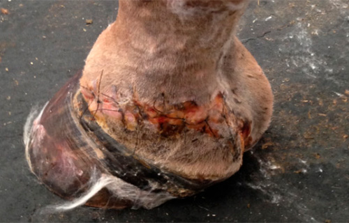 Horse's hoof after surgery
