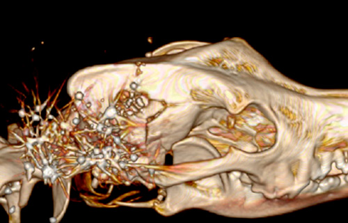 CT scan of dog's head showing shotgun pellets