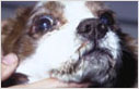 Crusting of muzzle and perineum in a cavalier King Charles spaniel