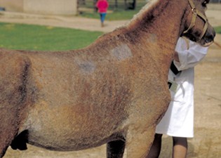 C:\Sonya's RVC Work\Derm cases\images\6_Welsh pony_Jan94\IMG0007_250H.jpg