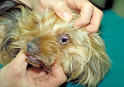 C:\Sonya's RVC Work\Derm cases\images\3_Crossbred dog_Oct93\IMG0012_head.jpg