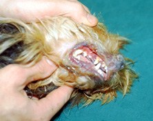 C:\Sonya's RVC Work\Derm cases\images\3_Crossbred dog_Oct93\IMG0014_mouth.jpg