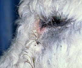 C:\Sonya's RVC Work\Derm cases\images\5_donkey_dec93\IMG0002_250x300.jpg