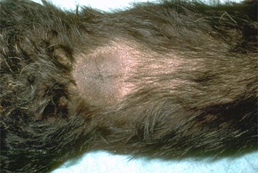 C:\Sonya's RVC Work\Derm cases\images\2_dorsal alopecia_crossbred_sept93\clinical2.jpg