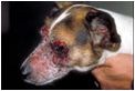 C:\Sonya's RVC Work\Derm cases\images\7_Jack Russell March 94\IMG0048_120x80.jpg