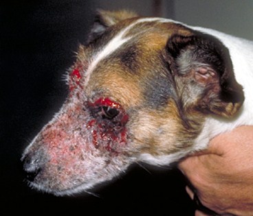 C:\Sonya's RVC Work\Derm cases\images\7_Jack Russell March 94\IMG0048_350H.jpg