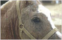 Crusting and exudation in a Welsh pony