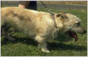 Alopecia of the flank in a Glen of Imaal Terrier