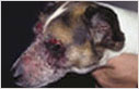 Facial alopecia, scaling and erosions in a Jack Russell terrier 
