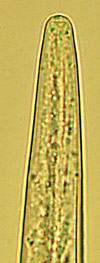 C. curt head