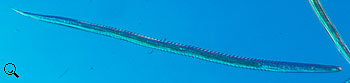 Teladorsagia circumcincta