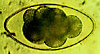 Nematodirus filicollis egg