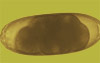 Nematodirus battus egg