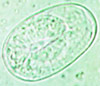 Strongyloides papillosus egg
