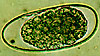 Trichostrongylus egg