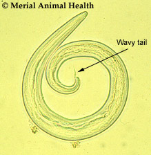 Cystocaulus